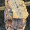 Grafsteen versteend hout 58129