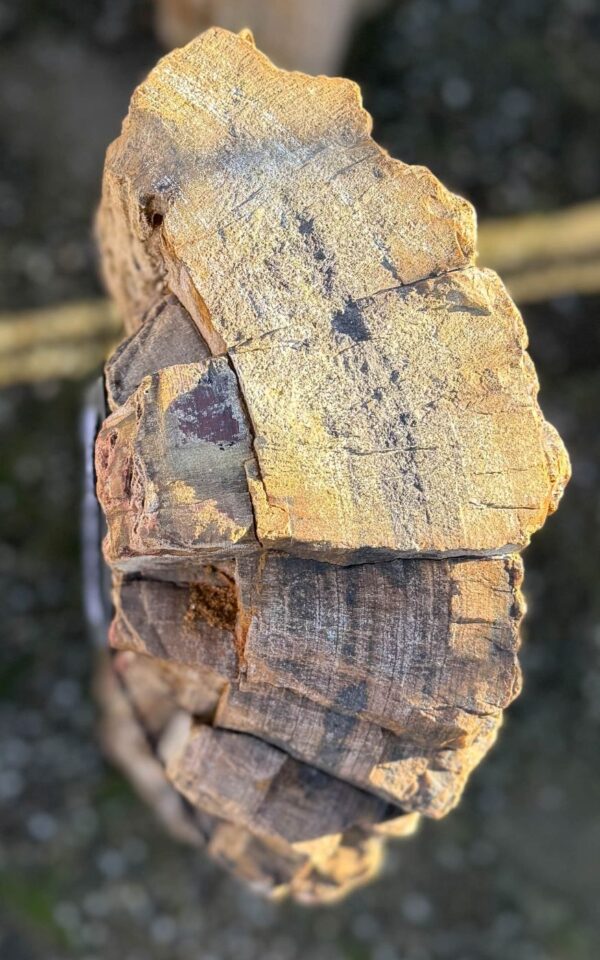 Grafsteen versteend hout 58129