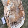 Grafsteen versteend hout 58130