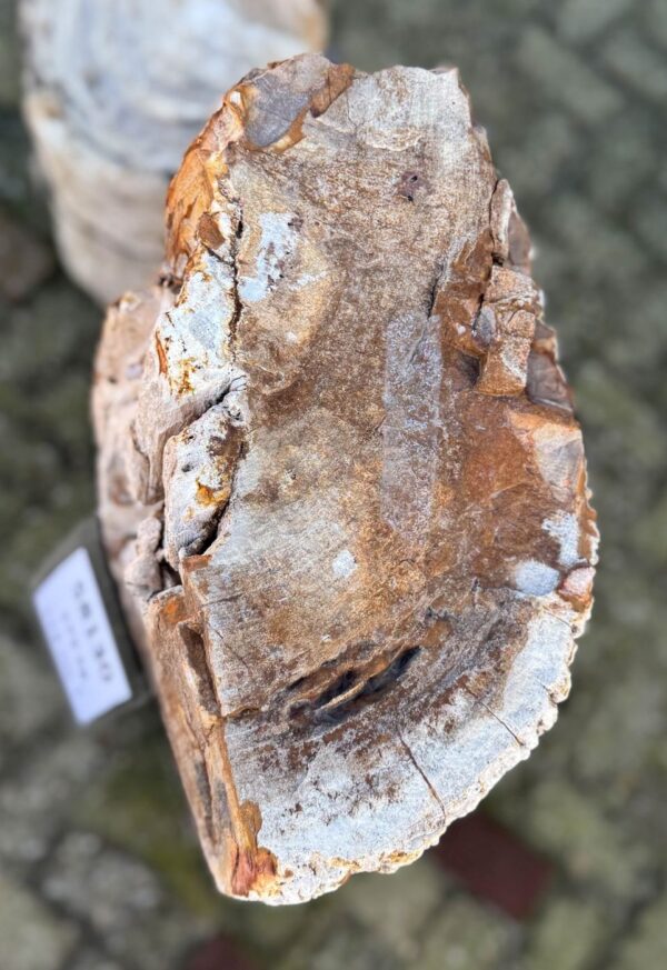 Grafsteen versteend hout 58130