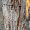 Grafsteen versteend hout 58130