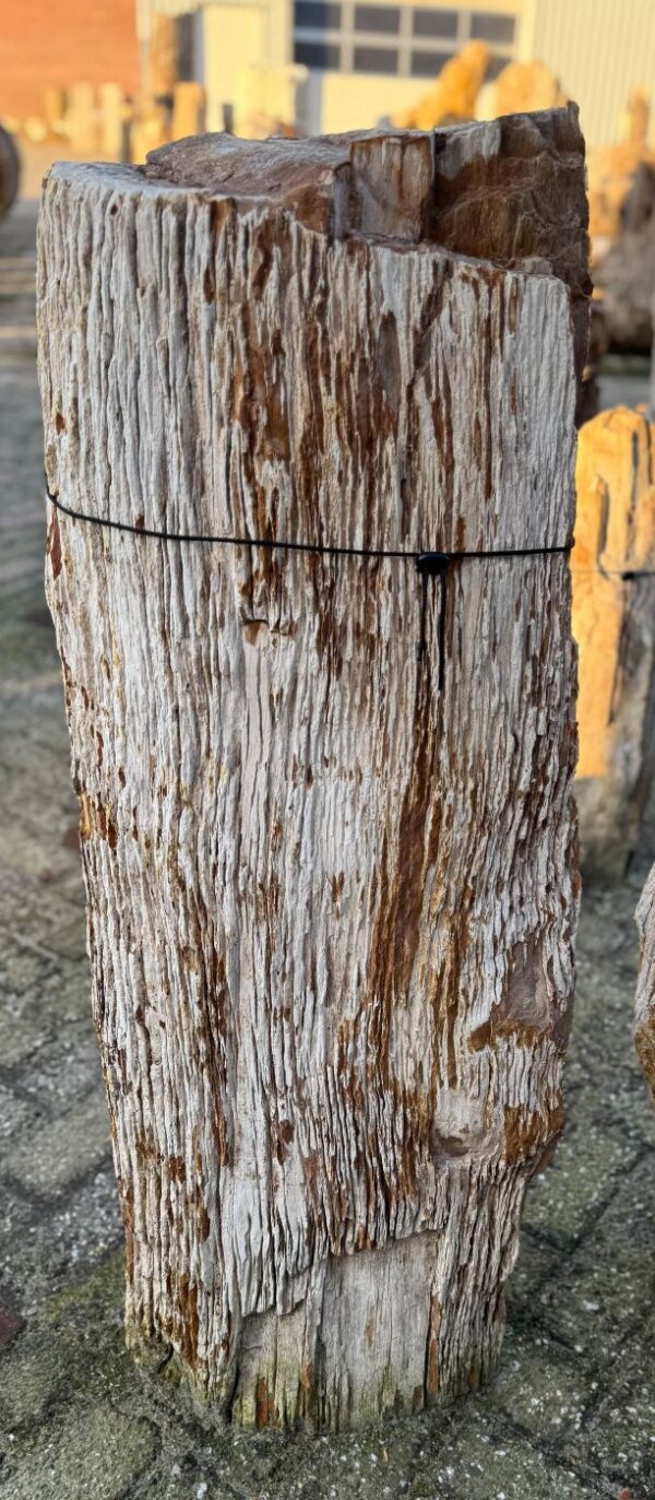Grafsteen versteend hout 58130