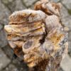 Grafsteen versteend hout 58131