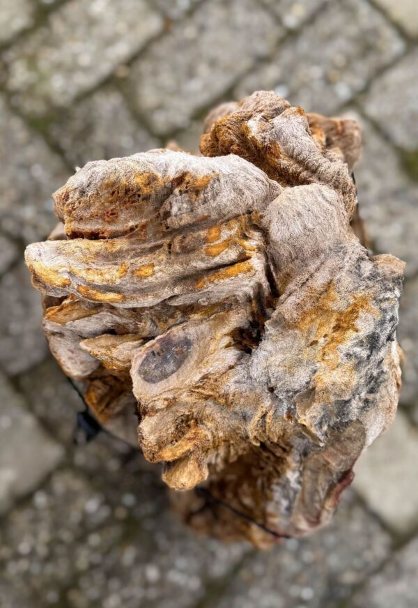 Grafsteen versteend hout 58131