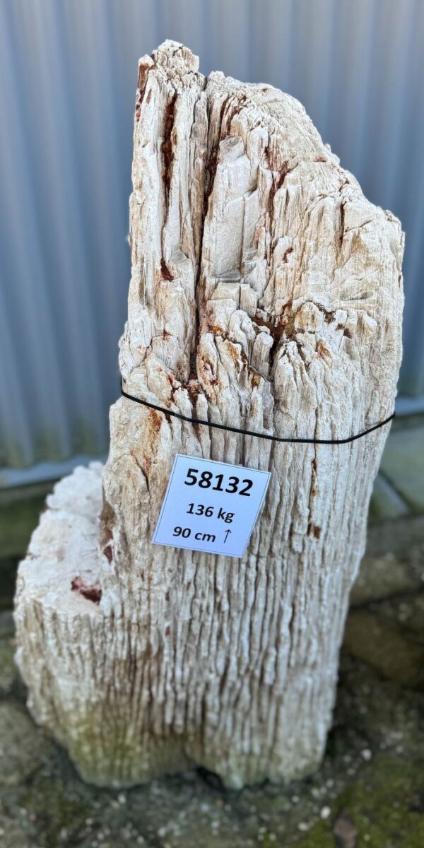 Grafsteen versteend hout 58132