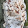 Grafsteen versteend hout 58132