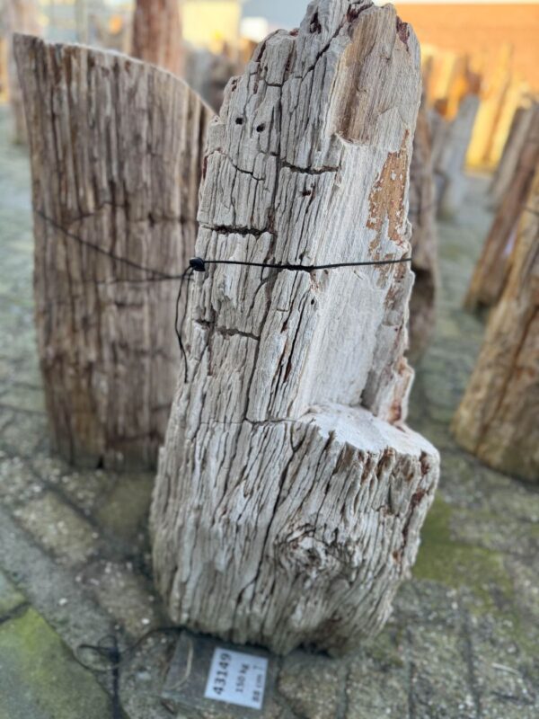 Grafsteen versteend hout 58132