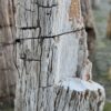 Grafsteen versteend hout 58132