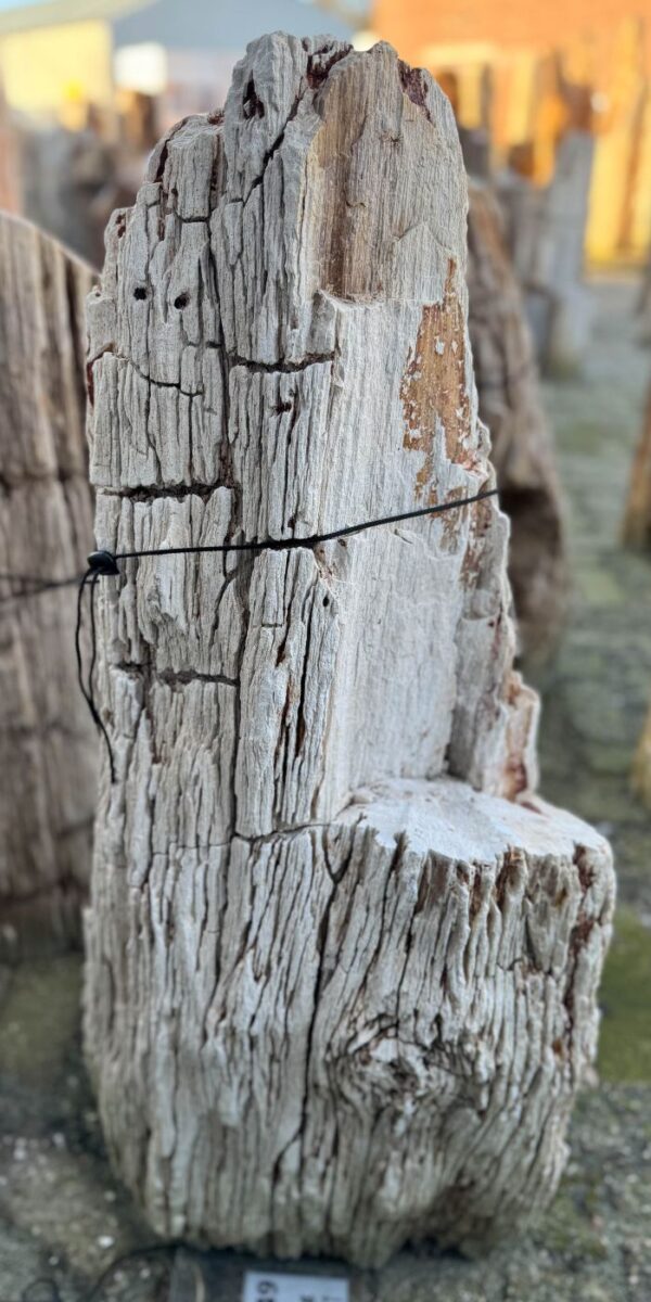 Grafsteen versteend hout 58132