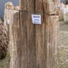 Grafsteen versteend hout 58133