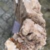 Grafsteen versteend hout 58133