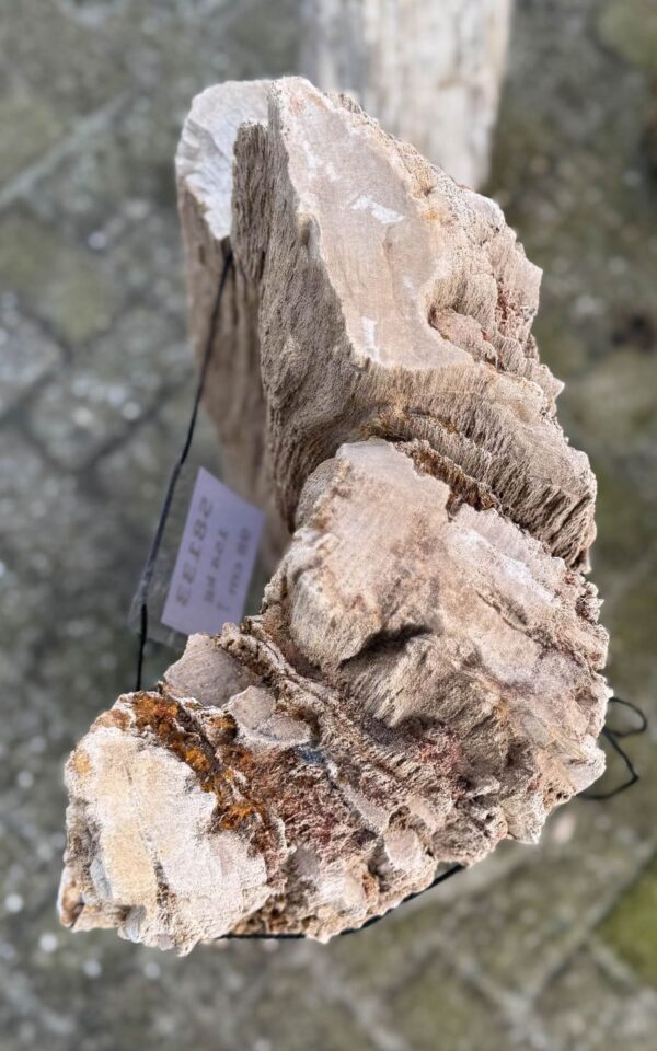 Grafsteen versteend hout 58133