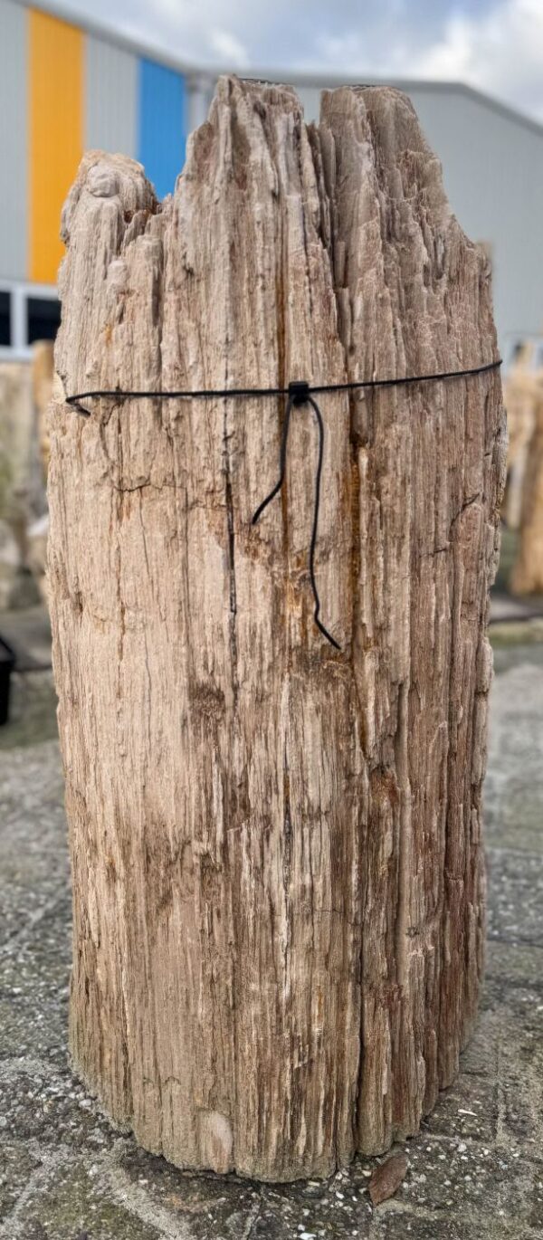 Grafsteen versteend hout 58133