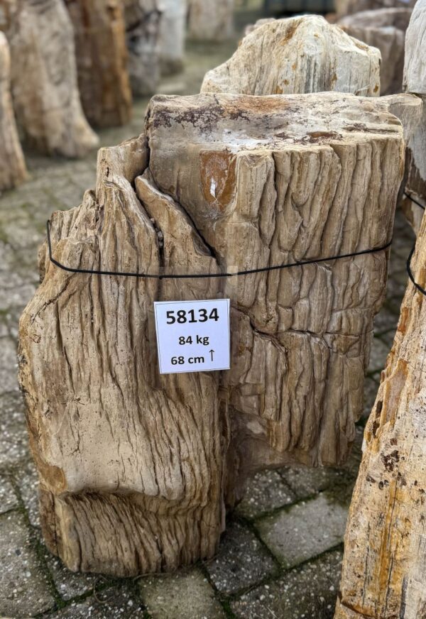 Grafsteen versteend hout 58134