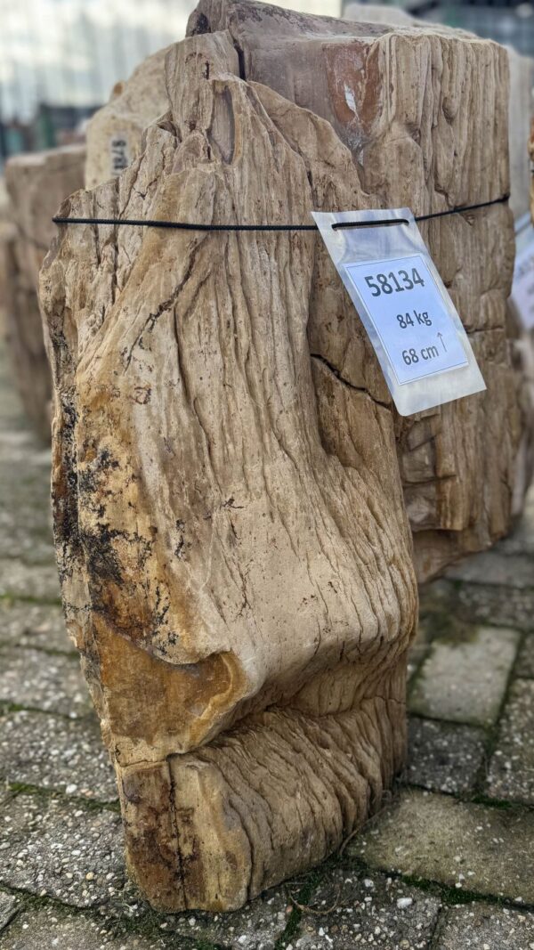 Grafsteen versteend hout 58134