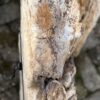 Grafsteen versteend hout 58134