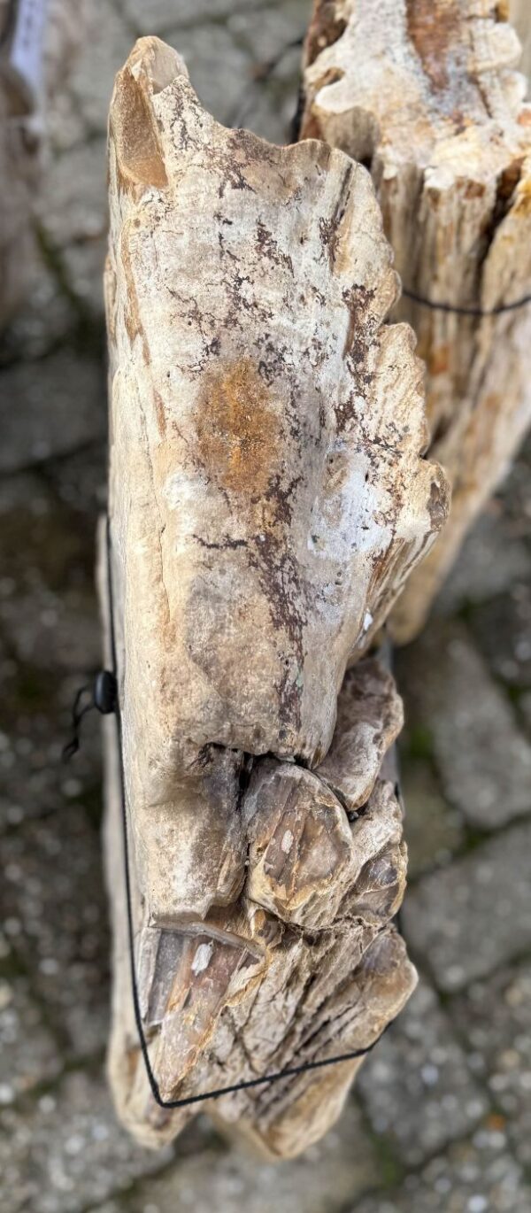 Grafsteen versteend hout 58134