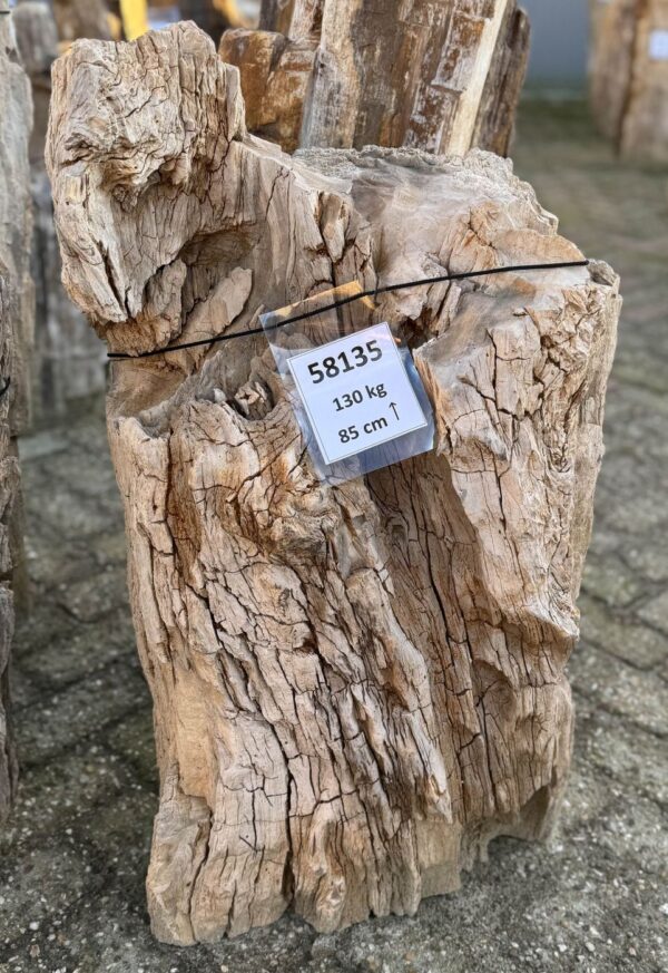 Grafsteen versteend hout 58135