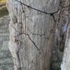 Grafsteen versteend hout 58135