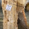 Grafsteen versteend hout 58137