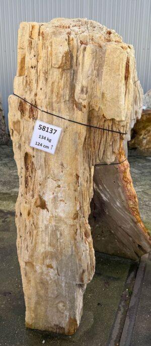 Grafsteen versteend hout 58137