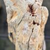 Grafsteen versteend hout 58137