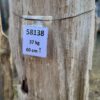 Grafsteen versteend hout 58138
