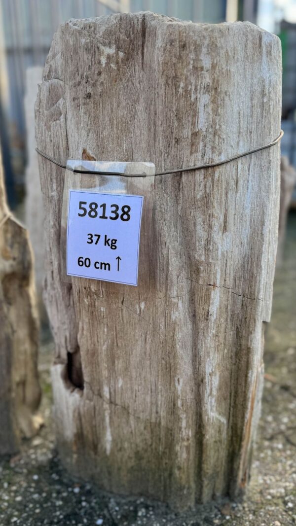 Grafsteen versteend hout 58138