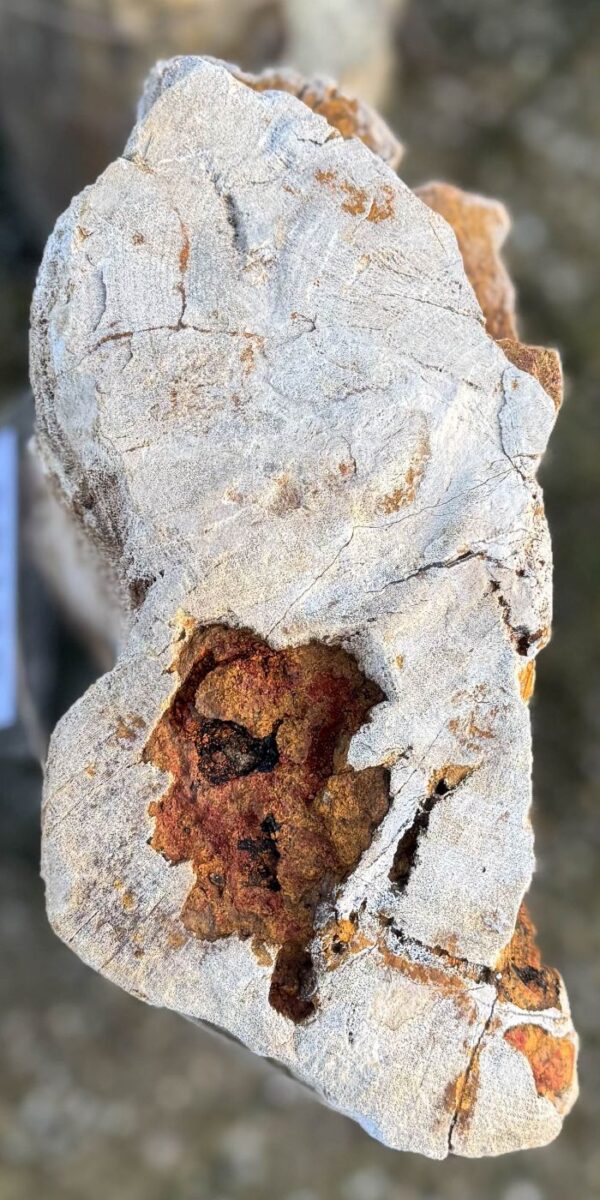 Grafsteen versteend hout 58138
