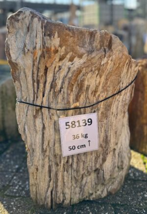 Grafsteen versteend hout 58139