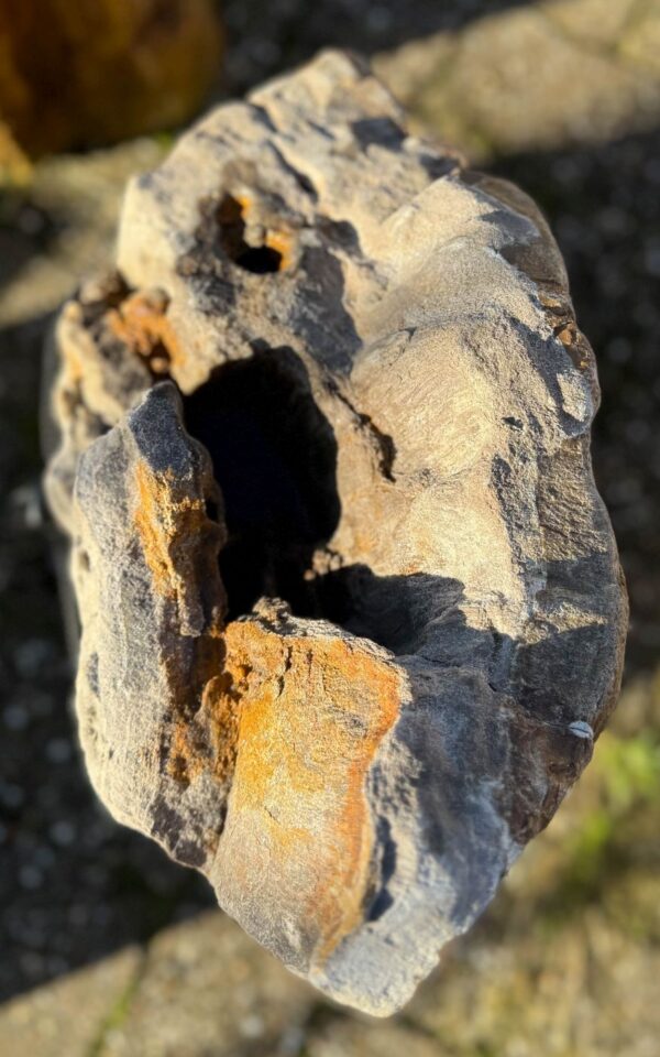 Grafsteen versteend hout 58139