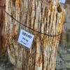 Grafsteen versteend hout 58140