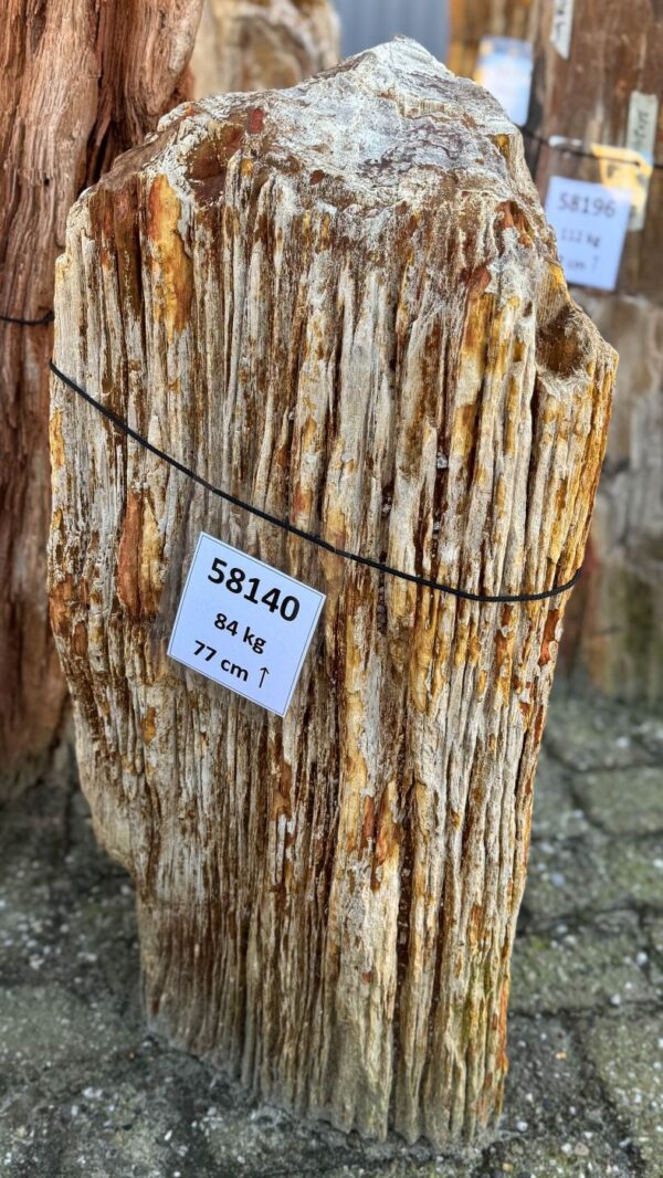 Grafsteen versteend hout 58140