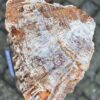 Grafsteen versteend hout 58140