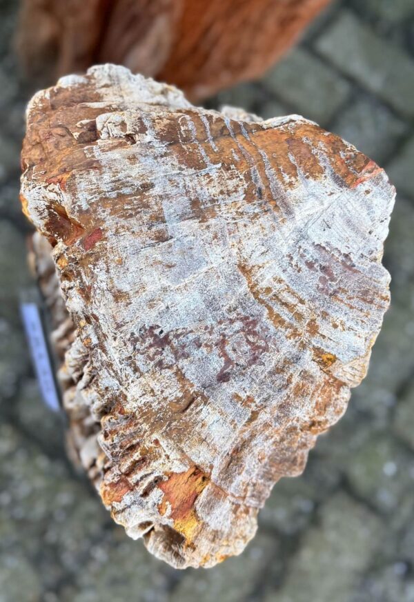 Grafsteen versteend hout 58140