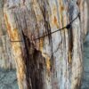 Grafsteen versteend hout 58140