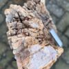 Grafsteen versteend hout 58141
