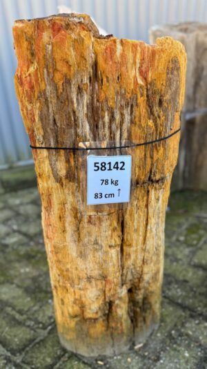 Grafsteen versteend hout 58142