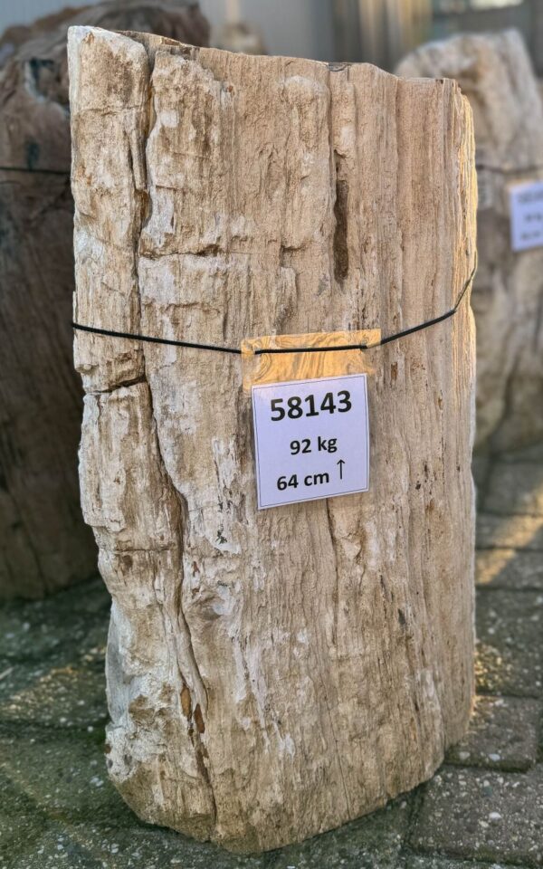 Grafsteen versteend hout 58143