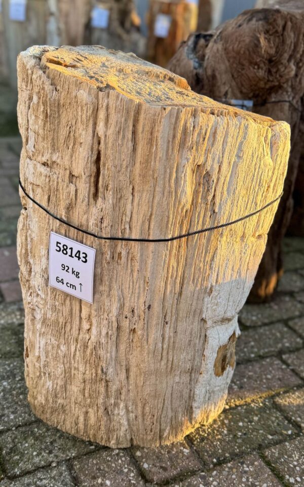 Grafsteen versteend hout 58143