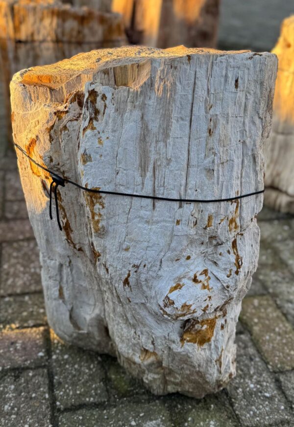 Grafsteen versteend hout 58143