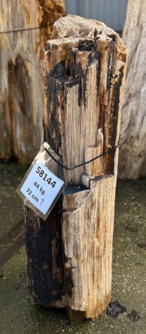 Grafsteen versteend hout 58144