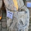 Grafsteen versteend hout 58145