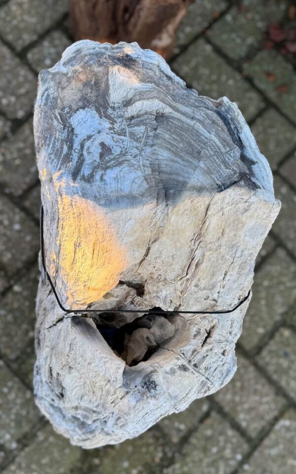 Grafsteen versteend hout 58145