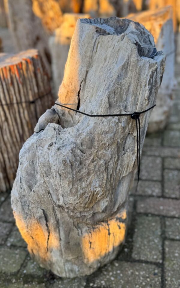 Grafsteen versteend hout 58145