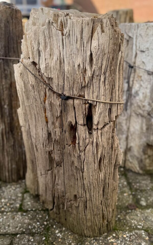 Grafsteen versteend hout 58146