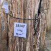 Grafsteen versteend hout 58147