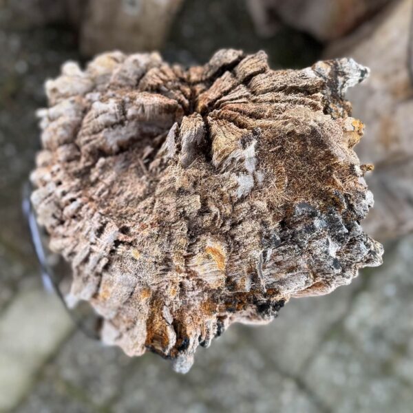 Grafsteen versteend hout 58147