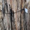 Grafsteen versteend hout 58147