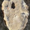 Grafsteen versteend hout 58148